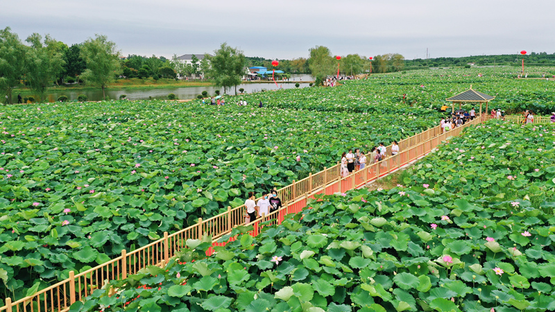 李集街千畝荷花基地引游人賞玩。葉東輝攝