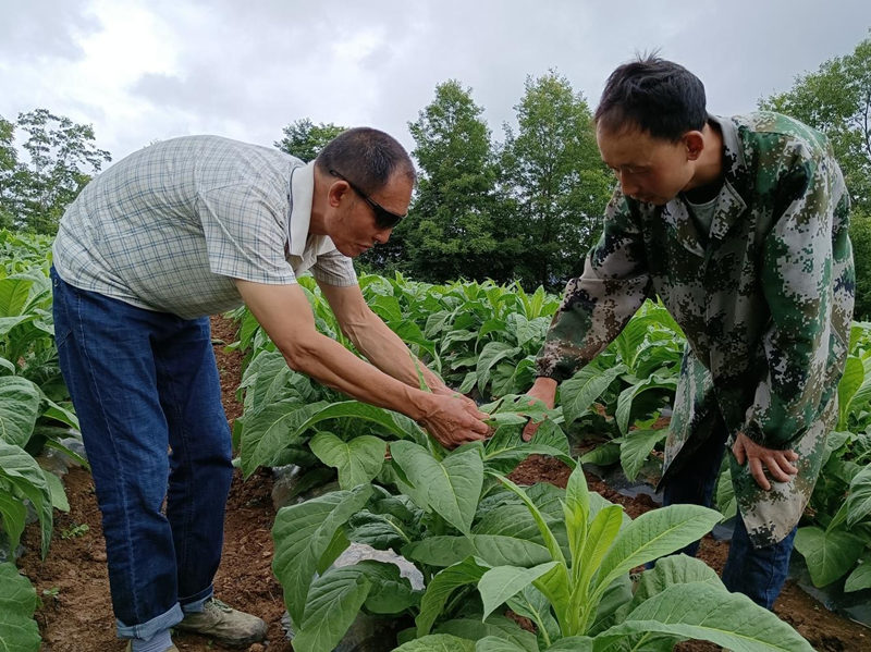 郭大榮與兒子郭道坤在煙田勞作的場景。