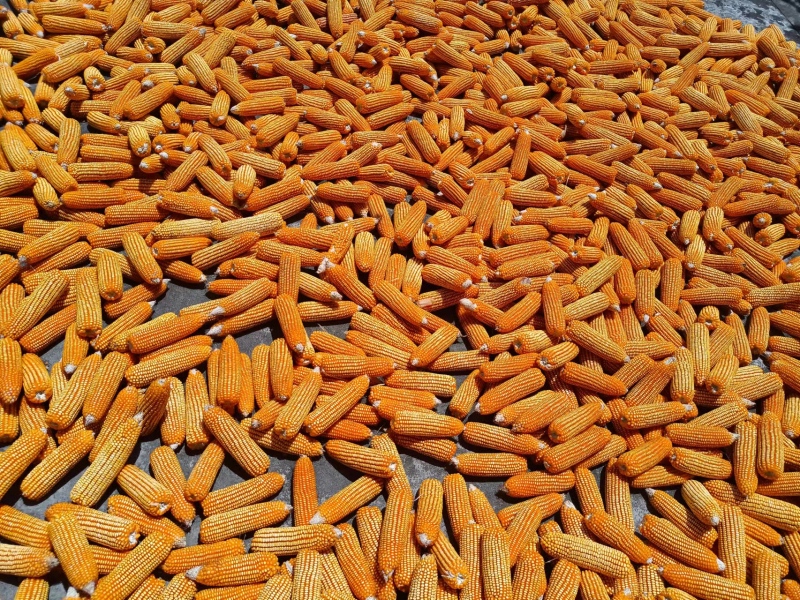 湖北建始曬豐收。