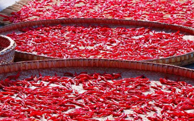 湖北建始曬豐收。