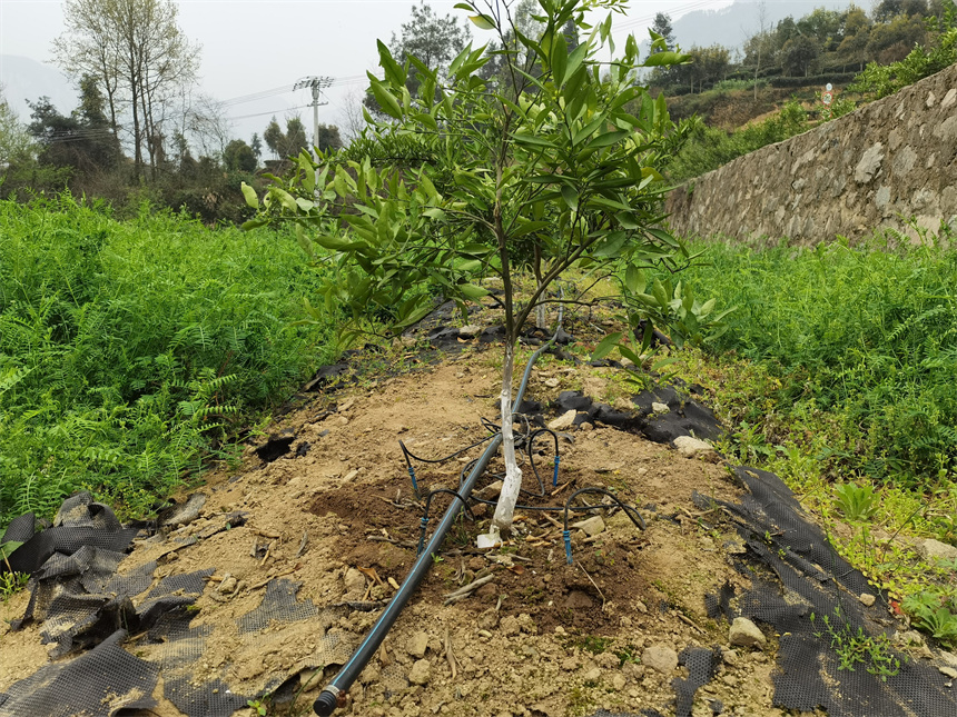 田間滴灌設(shè)施。