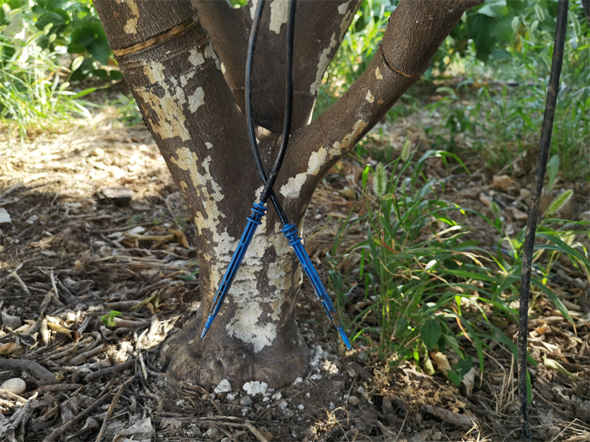 秭歸節(jié)水灌溉田間滴灌，將“滴鍵”插入田間可將水勻速輸送到根系位置。