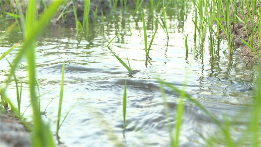 群策群力節(jié)水抗大旱。