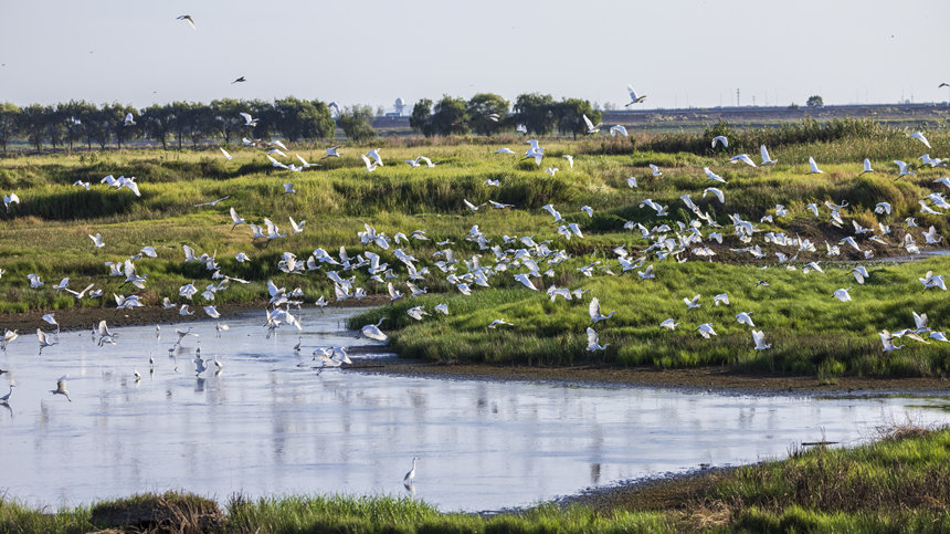 府河白鷺。李梓固攝