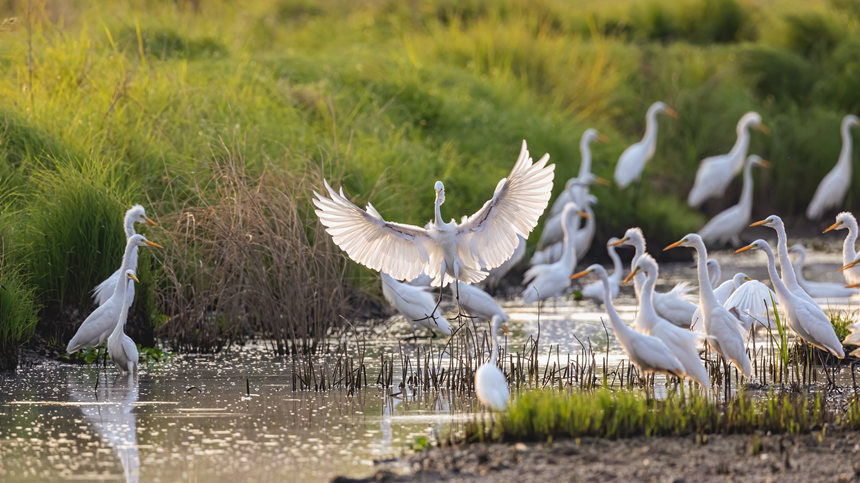 府河鷺鳥。魏斌攝