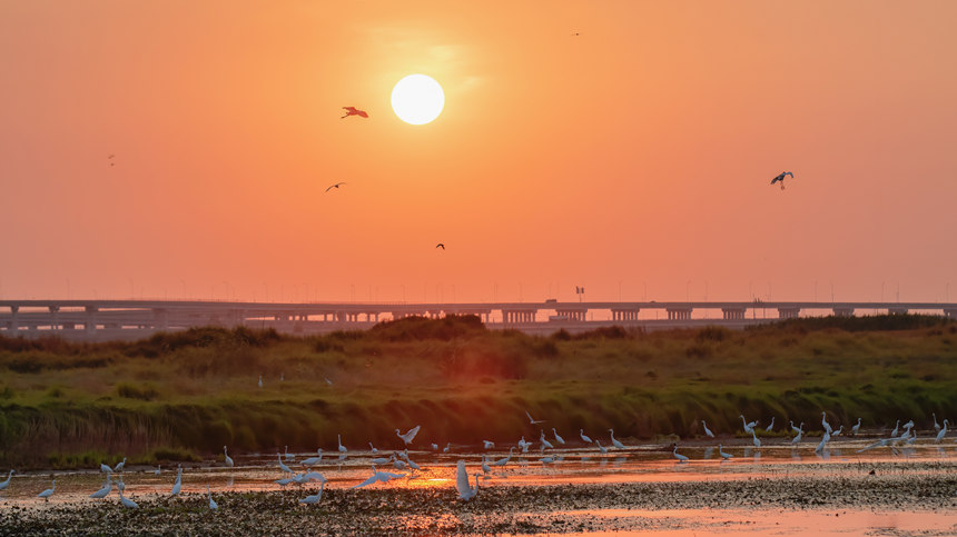府河鷺鳥(niǎo)。魏斌攝