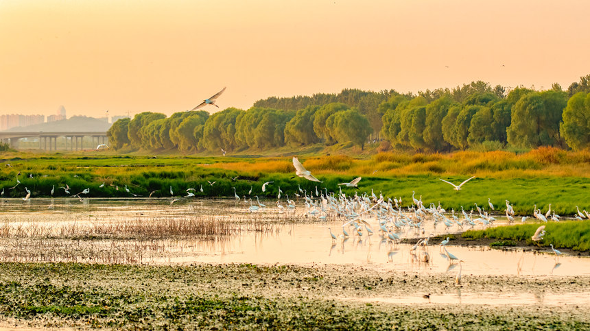 府河鷺鳥。魏斌攝