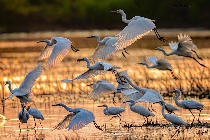 府河鷺鳥。魏斌攝