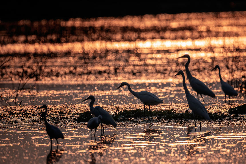 府河鷺鳥。魏斌攝