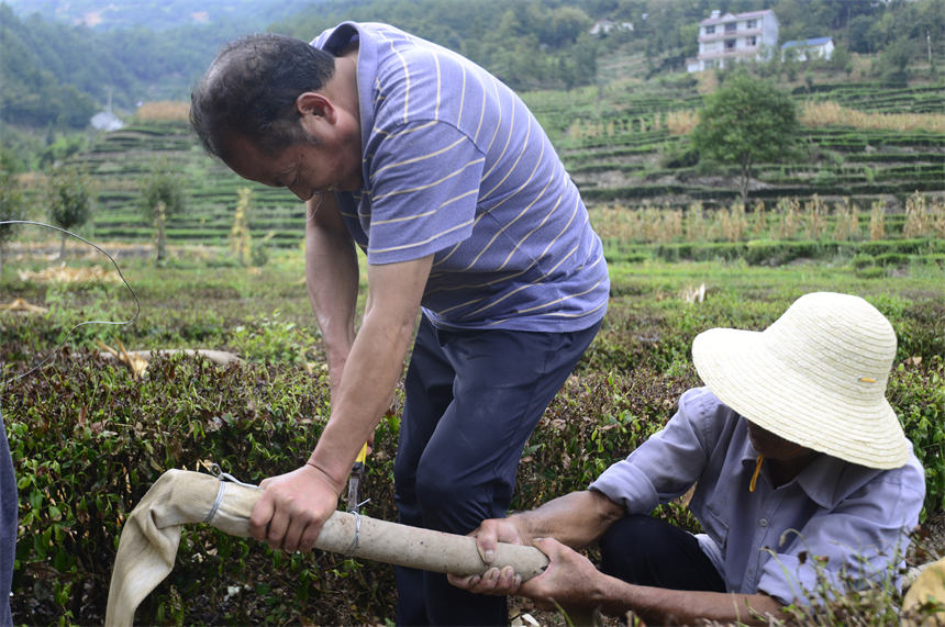 人大代表組織抗旱志原服務(wù)隊(duì)為村民干枯的茶葉抽水抗旱。