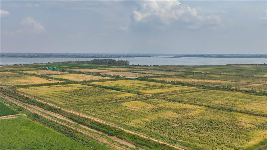 湖北嘉魚4000畝巨型稻試種成功 株高1.8至2.2米!