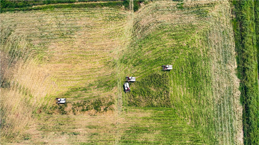 湖北嘉魚4000畝巨型稻試種成功 株高1.8至2.2米！【2】
