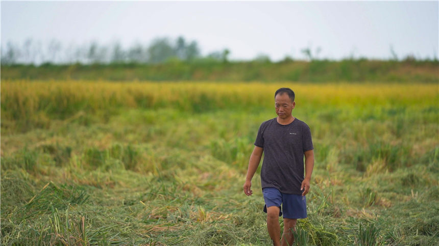 湖北嘉魚4000畝巨型稻試種成功 株高1.8至2.2米！【3】