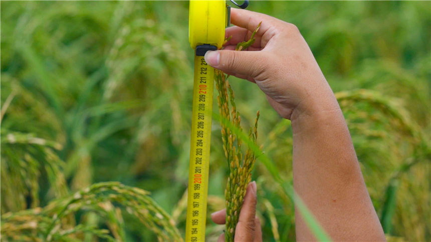 湖北嘉魚4000畝巨型稻試種成功 株高1.8至2.2米!【4】