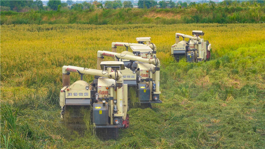 湖北嘉魚4000畝巨型稻試種成功 株高1.8至2.2米！【5】