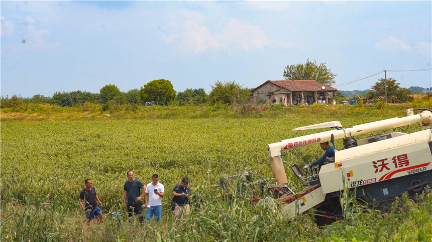 湖北嘉魚4000畝巨型稻試種成功 株高1.8至2.2米!【6】