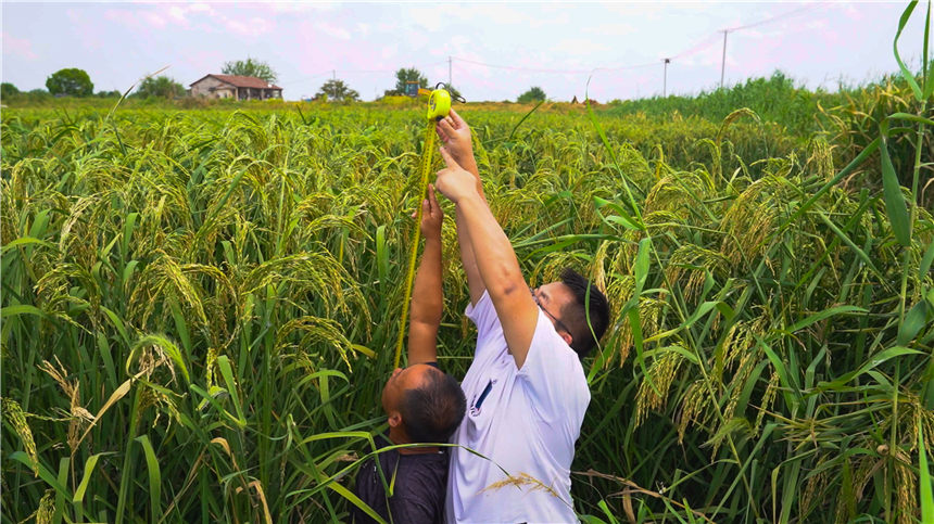 湖北嘉魚4000畝巨型稻試種成功 株高1.8至2.2米！【7】