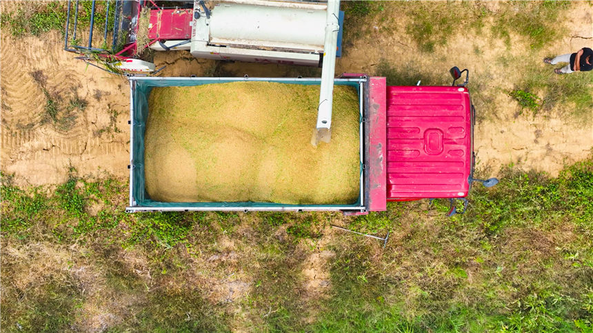 湖北嘉魚4000畝巨型稻試種成功 株高1.8至2.2米！【8】