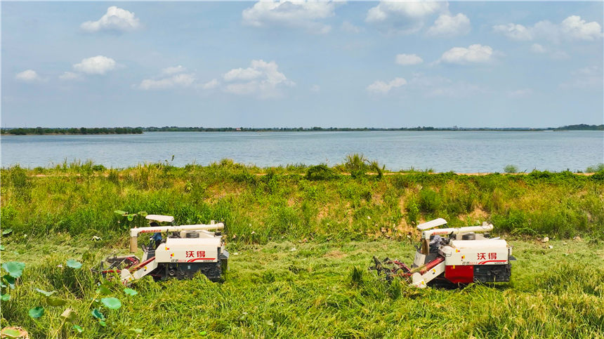 湖北嘉魚4000畝巨型稻試種成功 株高1.8至2.2米！【9】