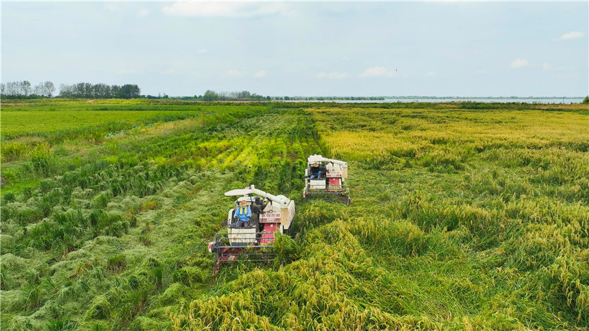 湖北嘉魚4000畝巨型稻試種成功 株高1.8至2.2米!【10】