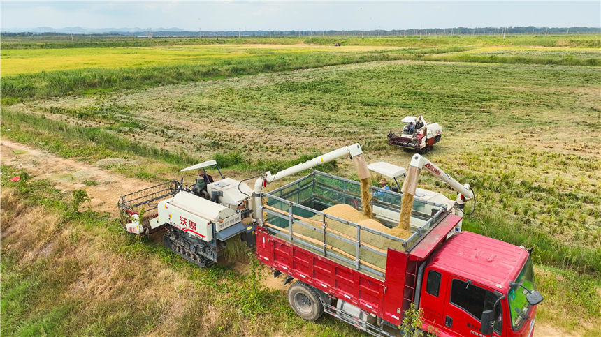 湖北嘉魚4000畝巨型稻試種成功 株高1.8至2.2米!【11】
