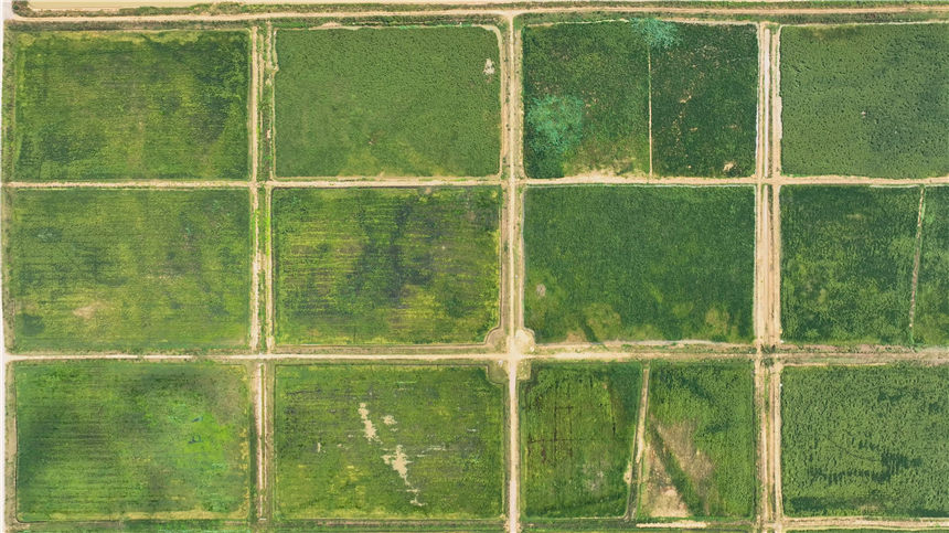 湖北嘉魚(yú)4000畝巨型稻試種成功 株高1.8至2.2米！【12】