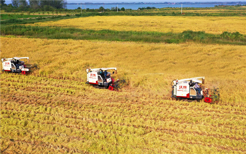 湖北嘉魚4000畝巨型稻試種成功 株高1.8至2.2米!【14】