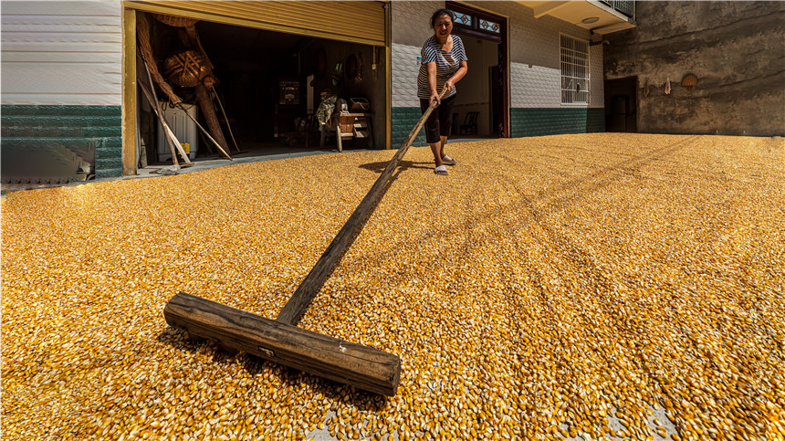 湖北建始:秋黃五谷香 戶戶曬秋忙【4】