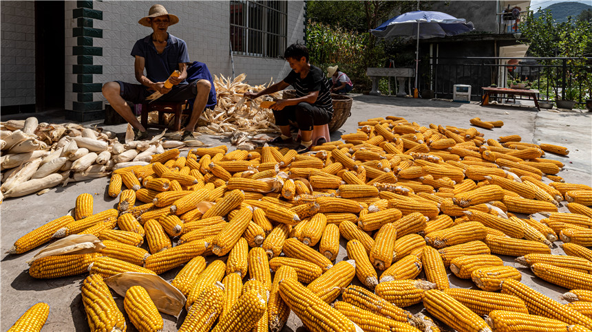 湖北建始:秋黃五谷香 戶戶曬秋忙【5】