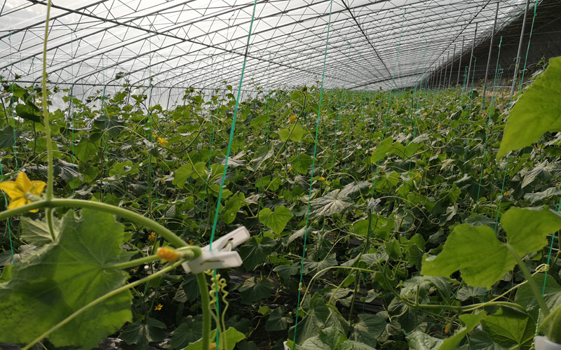 （2020年，在煙廠幫扶下建成的駝子村大棚蔬菜長勢喜人）