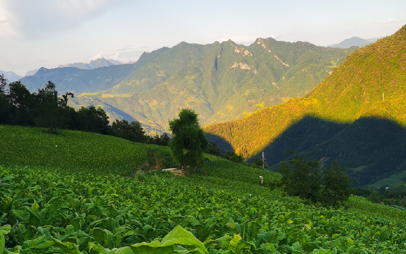 秋季煙田一片豐收的景色。
