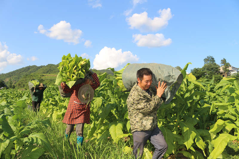 煙農(nóng)在煙田采摘煙葉的場(chǎng)景。