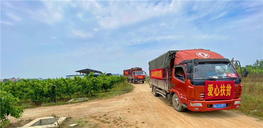 2020年5月，武漢卷煙廠向漢樓村采購(gòu)的1793份，近45000斤“紅冠桃”運(yùn)到廠里，作為福利分發(fā)給企業(yè)職工。
