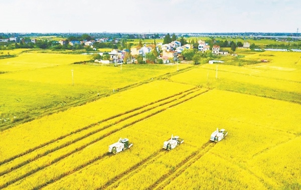 棗陽(yáng)豐收。