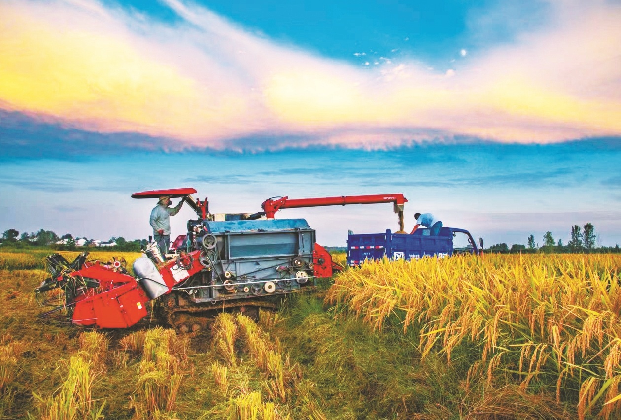 云夢(mèng)稻谷豐收。