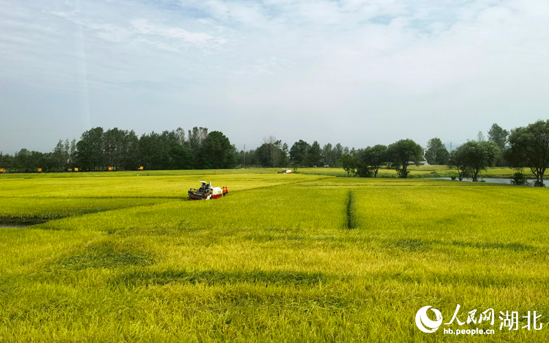 麻城五腦山林場(chǎng)虎形地村李家洼垸，收割機(jī)在稻田里來回穿梭。周雯攝