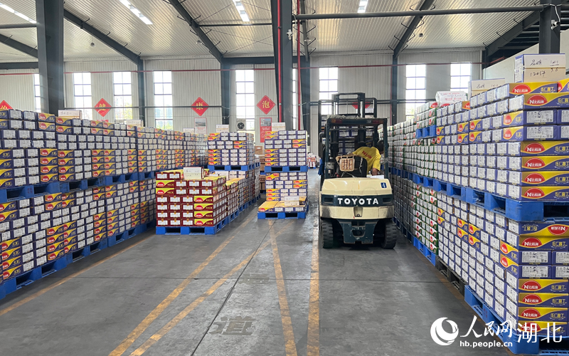 紅日子農(nóng)業(yè)科技有限公司一派繁忙景象。人民網(wǎng) 肖璐欣攝