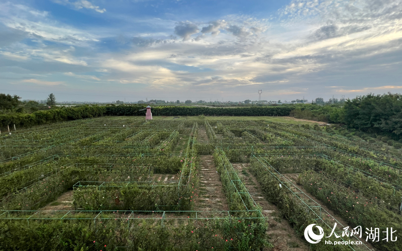 天門市黃潭鎮(zhèn)知青農(nóng)場月季迷宮。人民網(wǎng) 肖璐欣攝