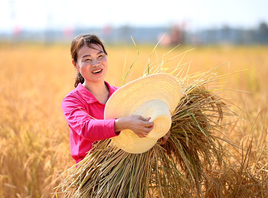 新洲國(guó)家級(jí)田園綜合體舉辦農(nóng)民豐收節(jié)。沈雷平攝