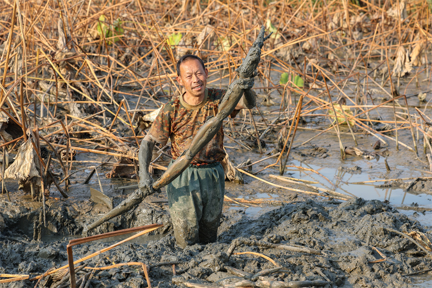 10月19日，在谷城縣石花鎮(zhèn)殷畈村，藕農(nóng)在一處蓮藕種植基地內(nèi)采收蓮藕。
