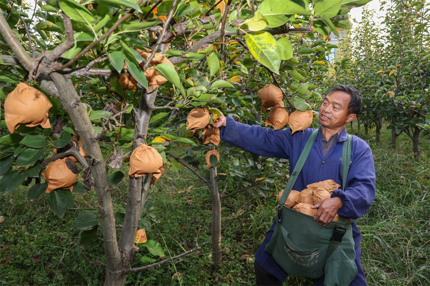 10月19日，在湖北省襄陽市谷城縣石花鎮(zhèn)殷畈村，谷城縣明富家庭農(nóng)場果農(nóng)在農(nóng)場收獲晚秋黃梨。
