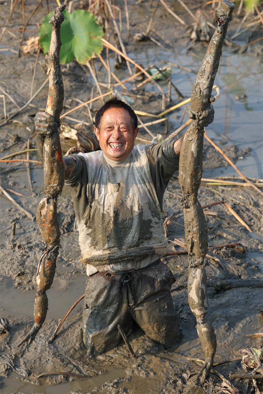 10月19日，在湖北省襄陽市谷城縣石花鎮(zhèn)殷畈村，藕農在一處蓮藕種植基地內采收蓮藕。 