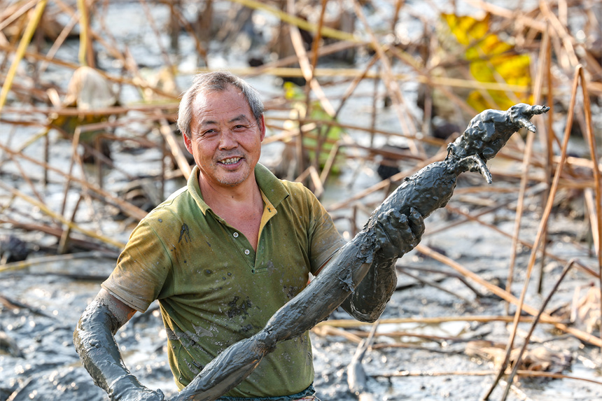 10月19日，在湖北省襄陽市谷城縣石花鎮(zhèn)殷畈村，藕農(nóng)在一處蓮藕種植基地內(nèi)采收蓮藕。 