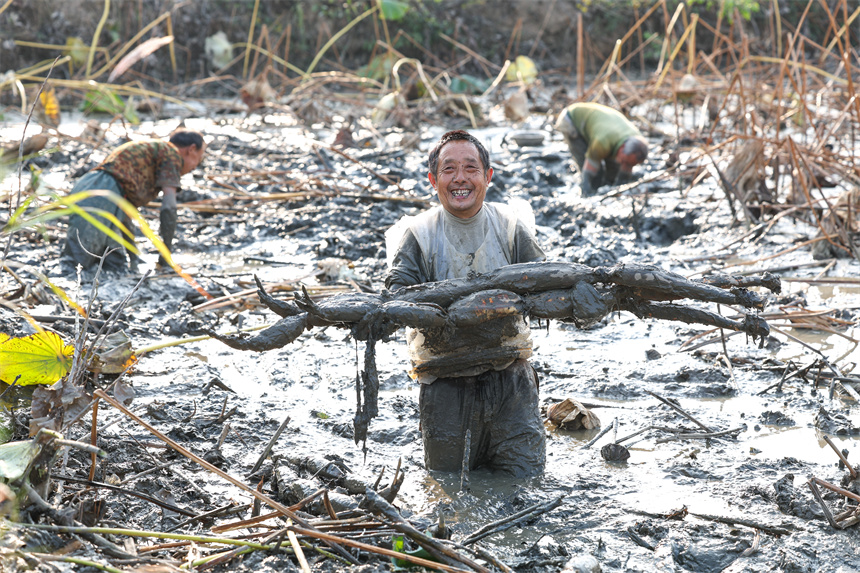 10月19日，在湖北省襄陽(yáng)市谷城縣石花鎮(zhèn)殷畈村，藕農(nóng)在一處蓮藕種植基地內(nèi)采收蓮藕。 