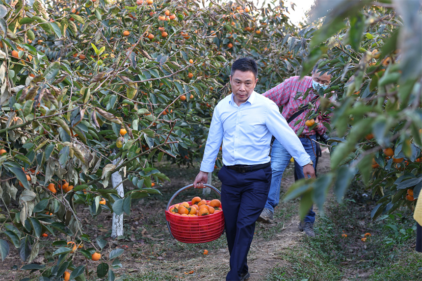 10月22日，游人在湖北省襄陽市谷城縣石花鎮(zhèn)黃家營村柿子種植基地采摘成熟的甜脆柿。 