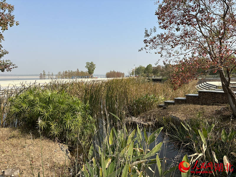 青山江灘雨水濕地廣場。張沛攝