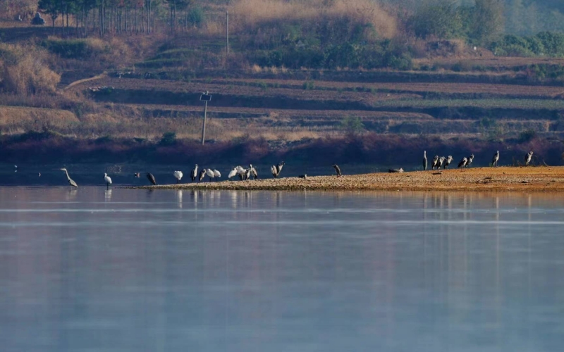 湖北省黃岡市浠水縣策湖國家濕地公園呈現(xiàn)出人與自然和諧共生的絕美畫卷。