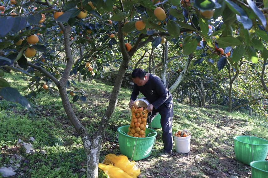 在湖北省恩施州建始縣長梁鎮(zhèn)，家家戶戶種植的甜柿又一次迎來了豐收。