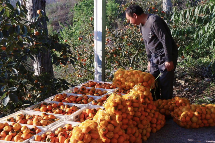 在湖北省恩施州建始縣長梁鎮(zhèn)，家家戶戶種植的甜柿又一次迎來了豐收。