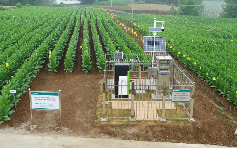 十堰市局（公司）搶抓“國產(chǎn)雪茄煙葉開發(fā)與應(yīng)用”重大專項，打造國產(chǎn)雪茄煙葉優(yōu)質(zhì)原料生產(chǎn)基地。